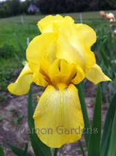 Iris Coronation